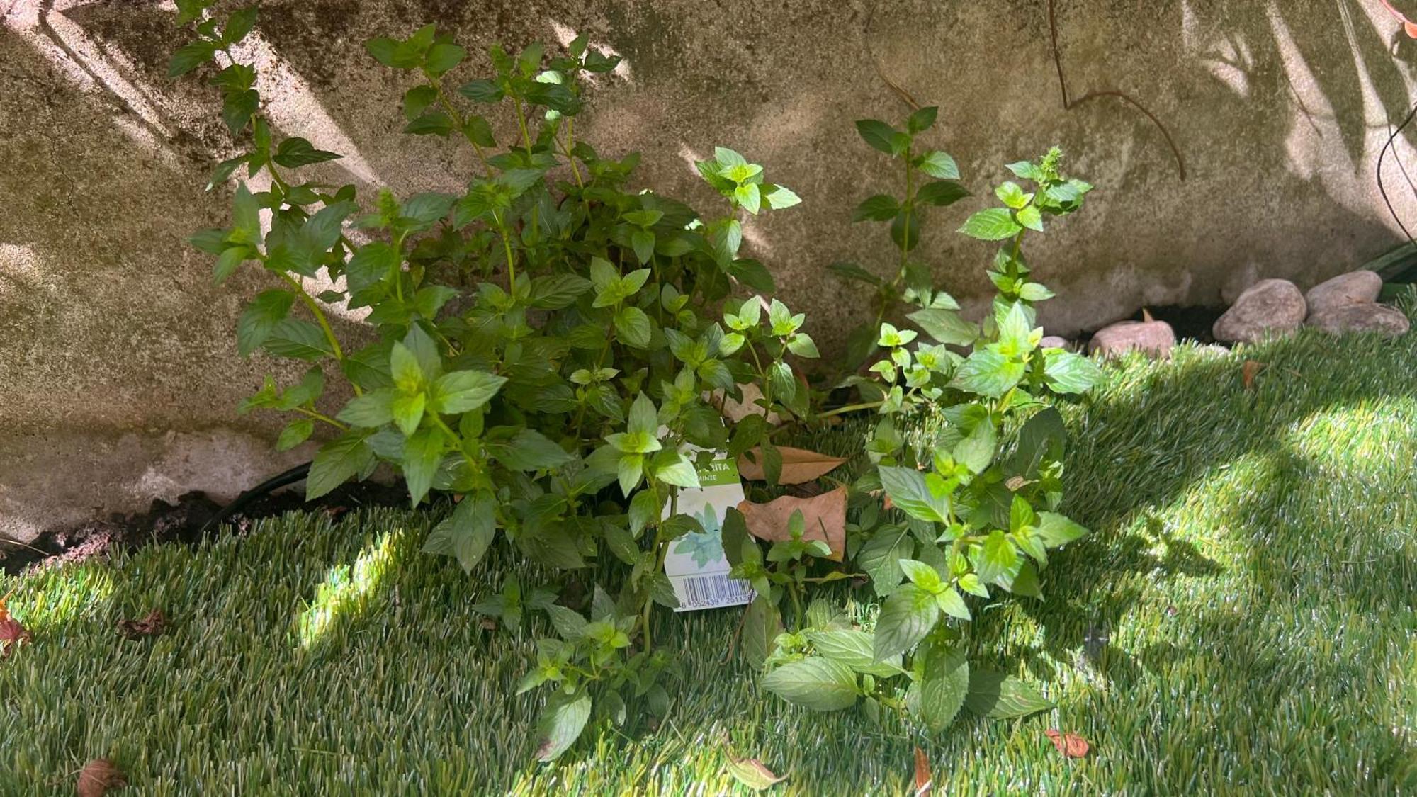 Garden Suite ボルツァーノ エクステリア 写真